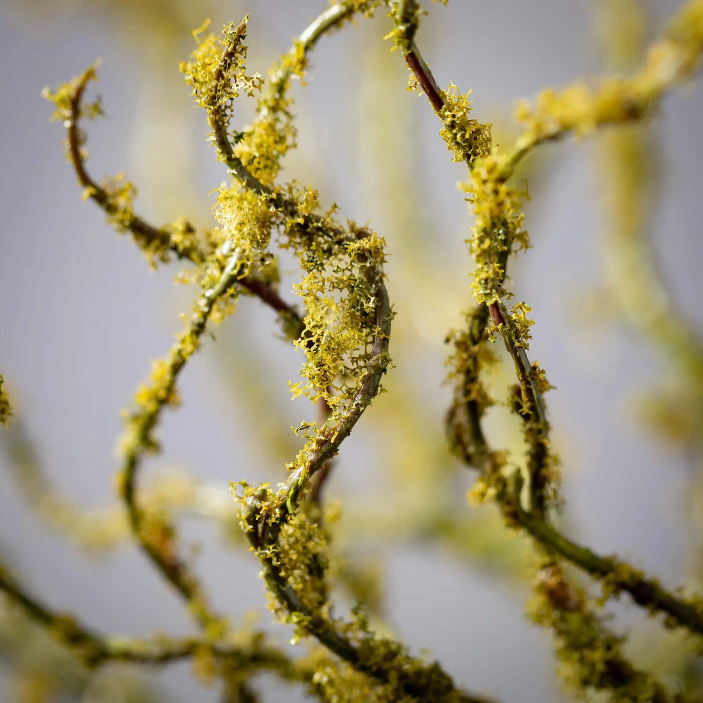 MOSS COVERED TWIG STEM My Store