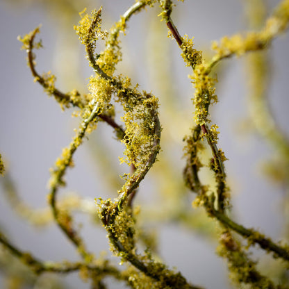 MOSS COVERED TWIG STEM